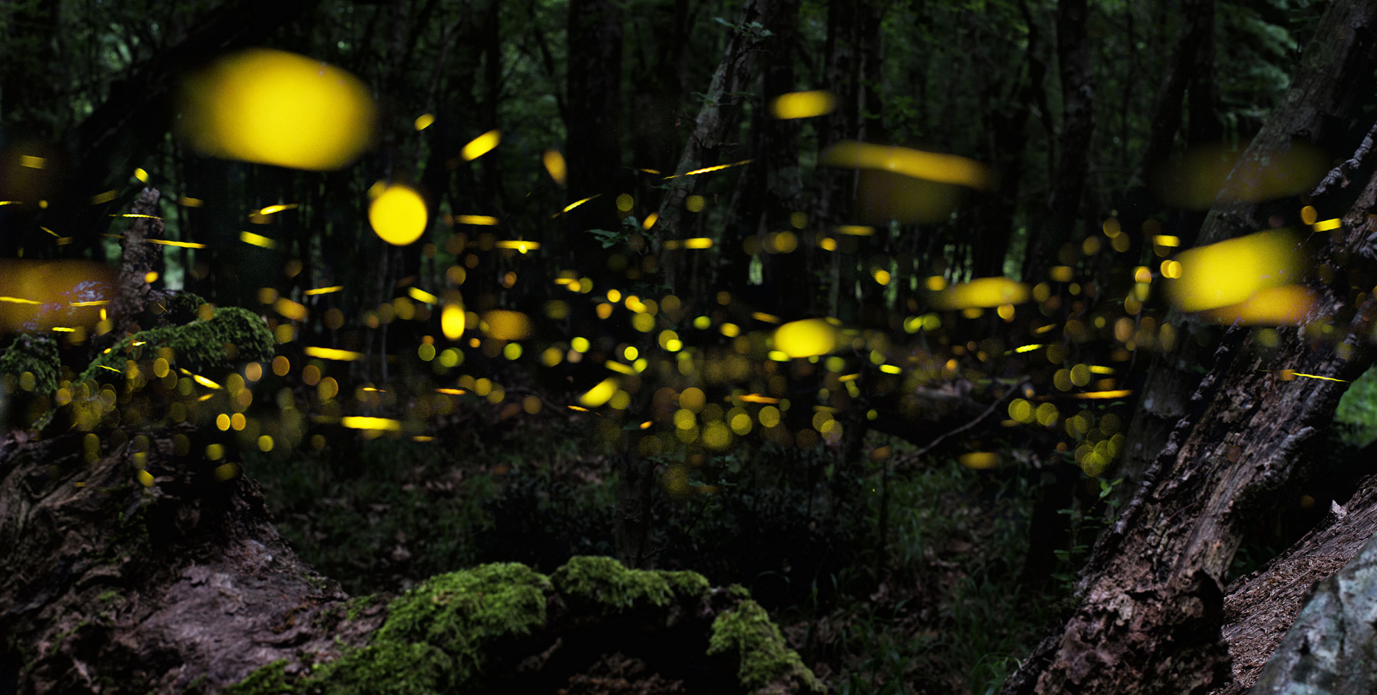 Light pollution is co-responsible for rapid decline of insects. It affects fireflies, bugs and bees